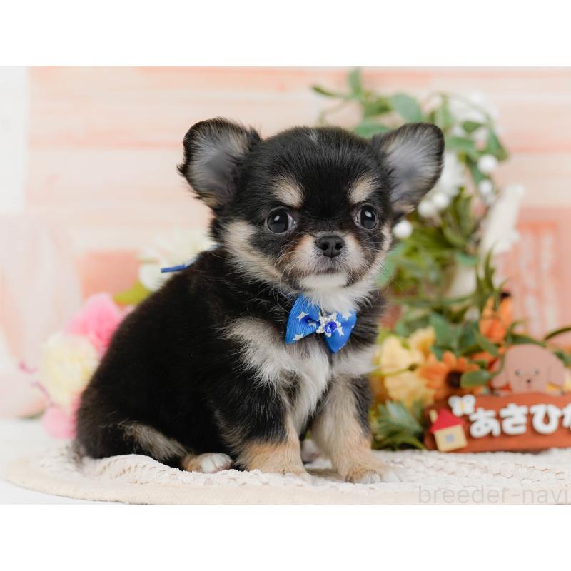 販売中の神奈川県のチワワ(ロングコート)-425937の12枚目