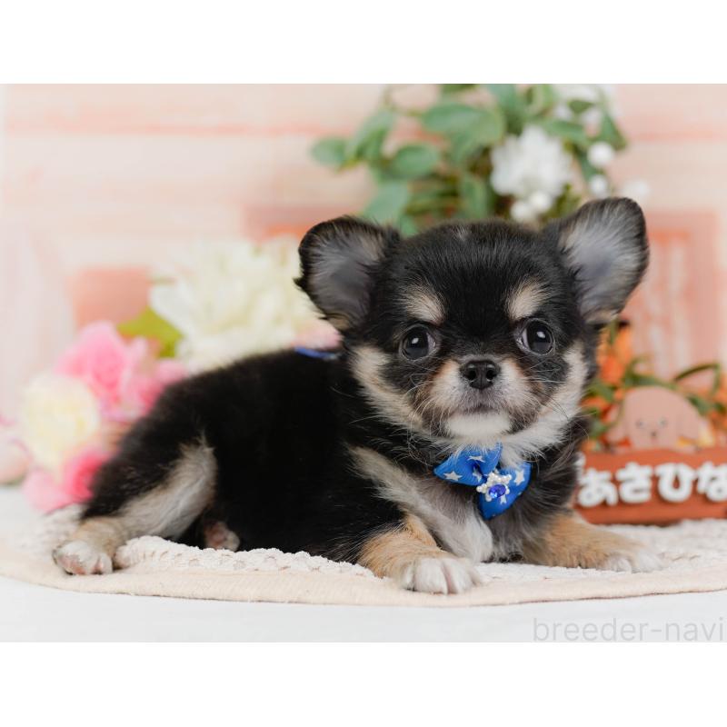 販売中の神奈川県のチワワ(ロングコート)-425937の11枚目