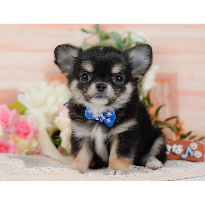 販売中の神奈川県のチワワ(ロングコート)-425937の10枚目