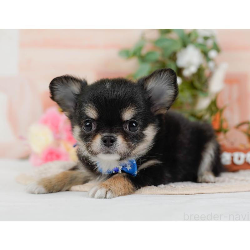 販売中の神奈川県のチワワ(ロングコート)-425937の9枚目