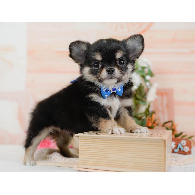 販売中の神奈川県のチワワ(ロングコート)-425937の8枚目