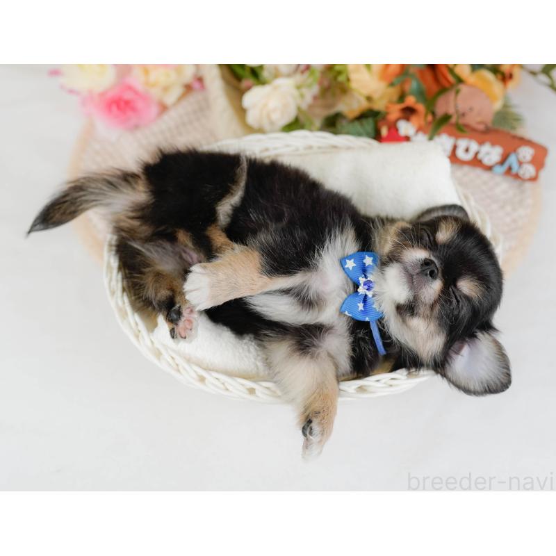 販売中の神奈川県のチワワ(ロングコート)-425937の7枚目