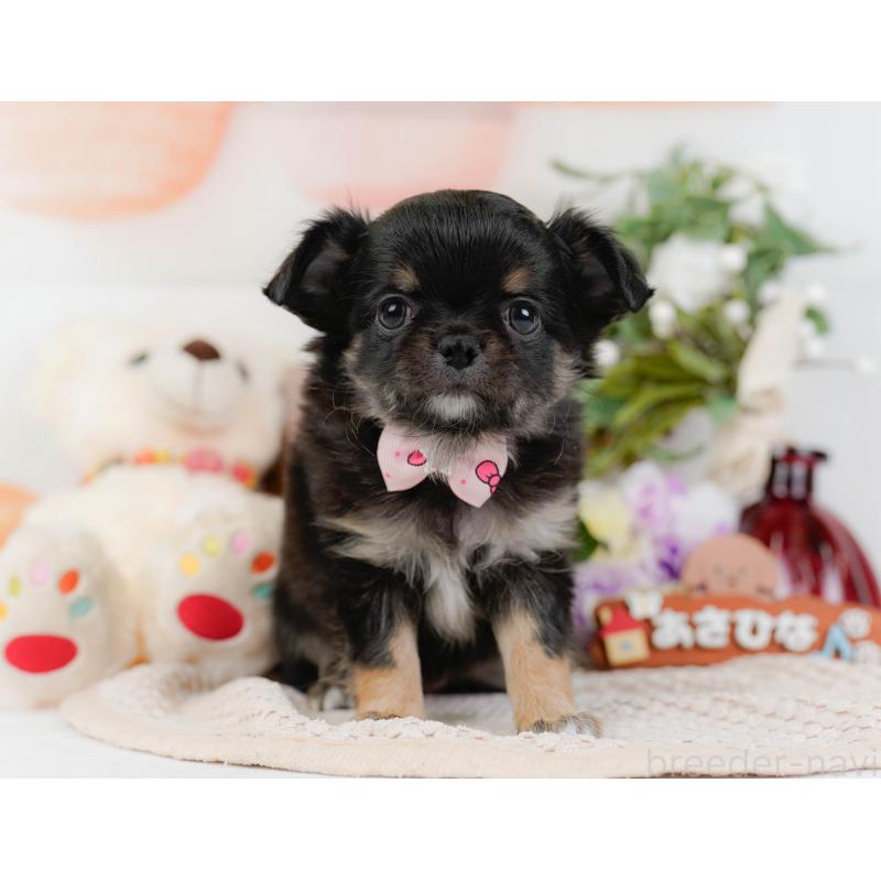 販売中の神奈川県のチワワ(ロングコート)-425939の14枚目