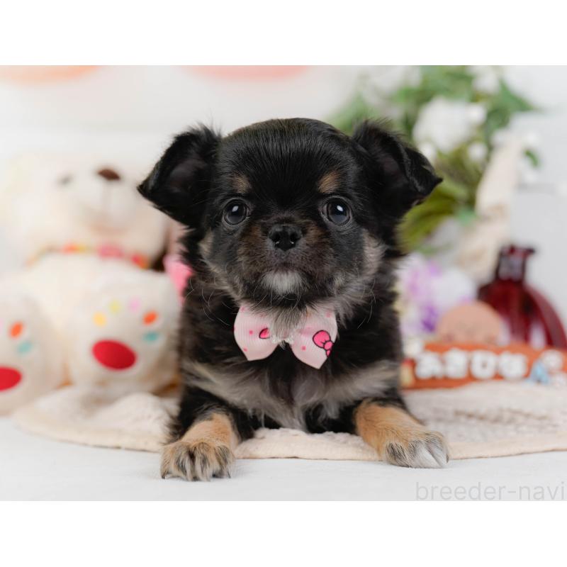 販売中の神奈川県のチワワ(ロングコート)-425939の13枚目