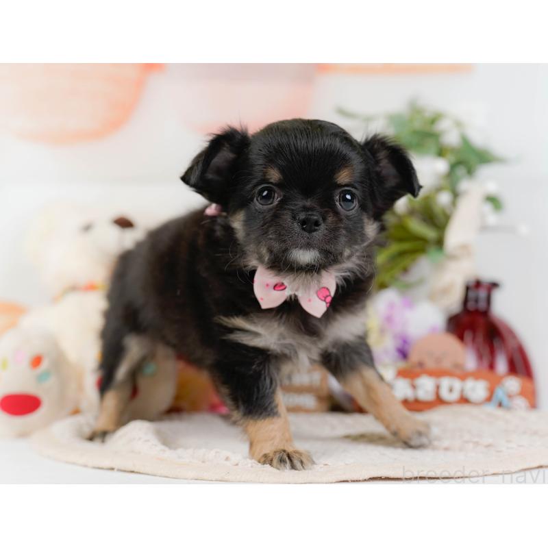 販売中の神奈川県のチワワ(ロングコート)-425939の12枚目