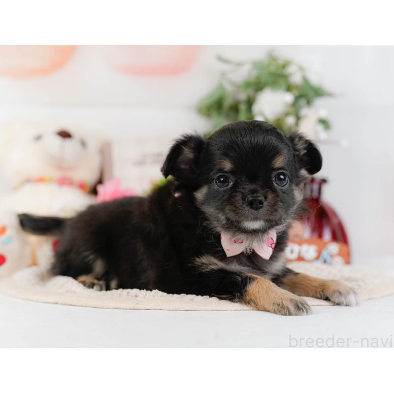 販売中の神奈川県のチワワ(ロングコート)-425939の11枚目