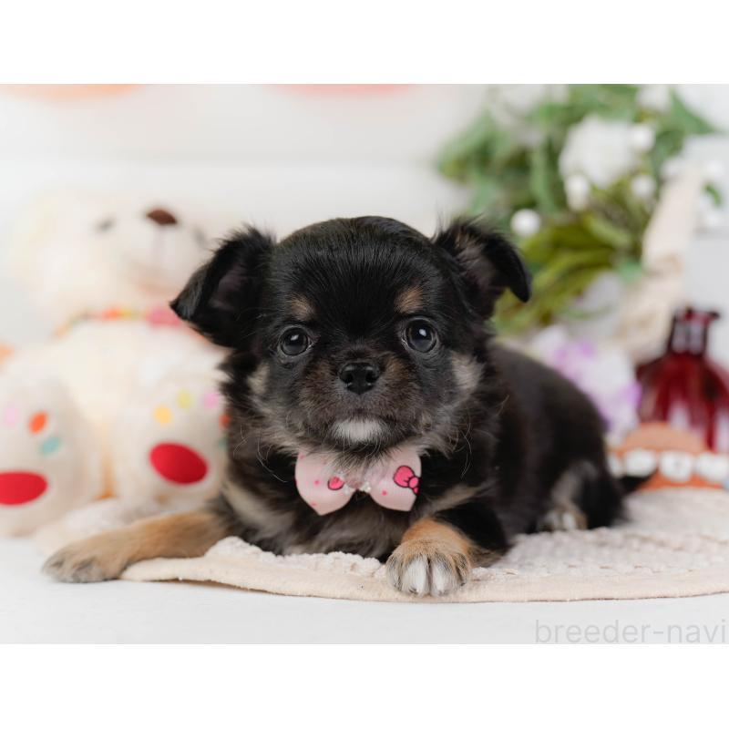 販売中の神奈川県のチワワ(ロングコート)-425939の10枚目