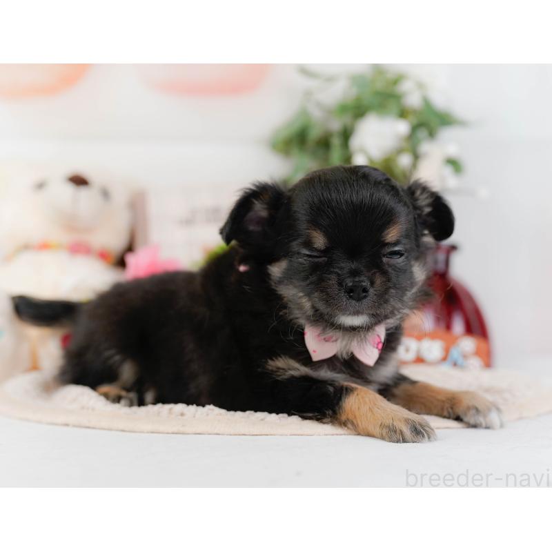 販売中の神奈川県のチワワ(ロングコート)-425939の9枚目