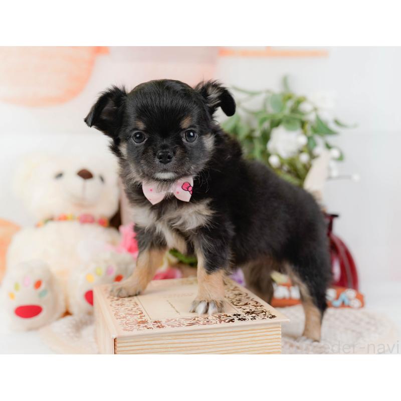 販売中の神奈川県のチワワ(ロングコート)-425939の8枚目