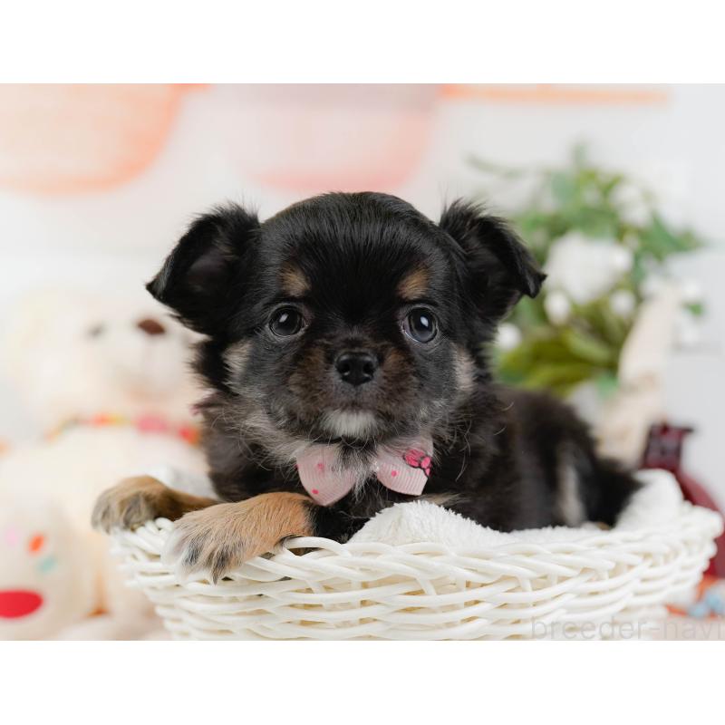 販売中の神奈川県のチワワ(ロングコート)-425939の7枚目