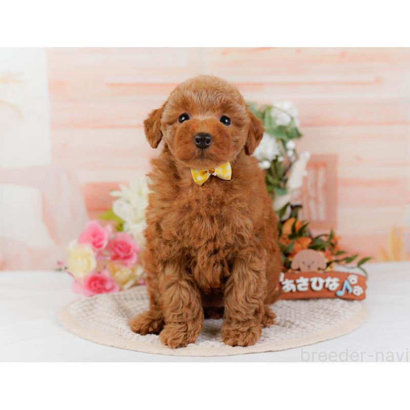 販売中の神奈川県のトイプードル-425940の14枚目