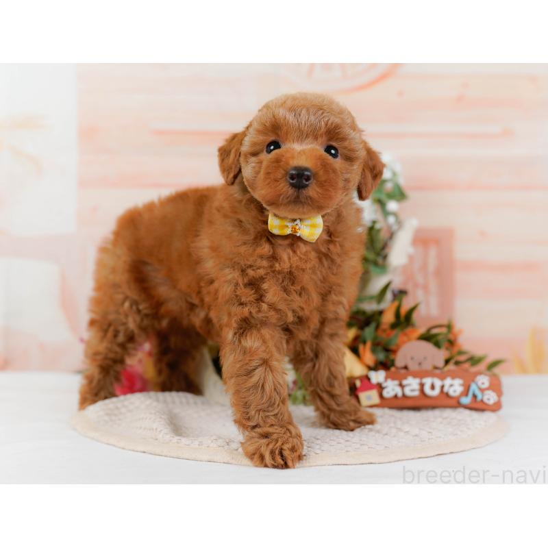 販売中の神奈川県のトイプードル-425940の13枚目