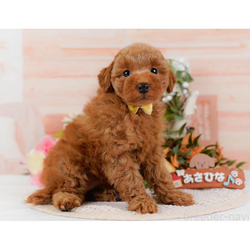 販売中の神奈川県のトイプードル-425940の12枚目