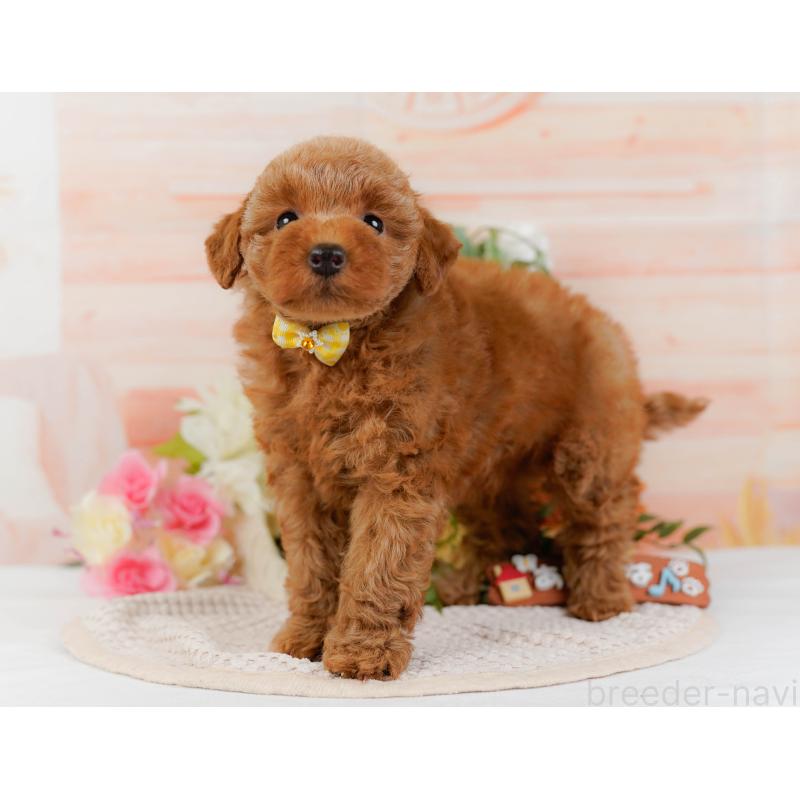 販売中の神奈川県のトイプードル-425940の11枚目