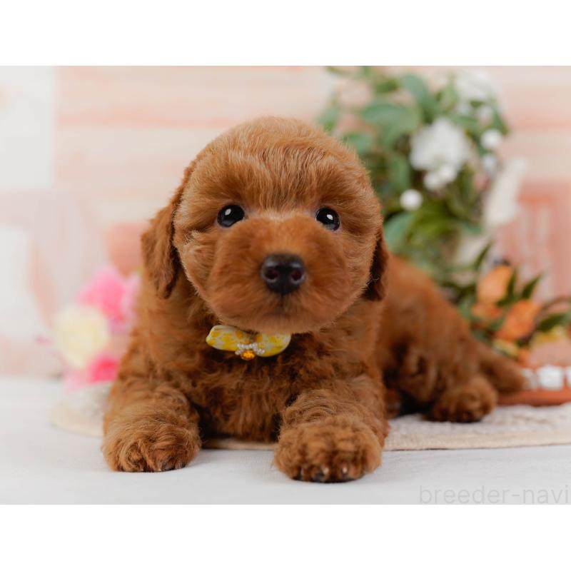 販売中の神奈川県のトイプードル-425940の10枚目