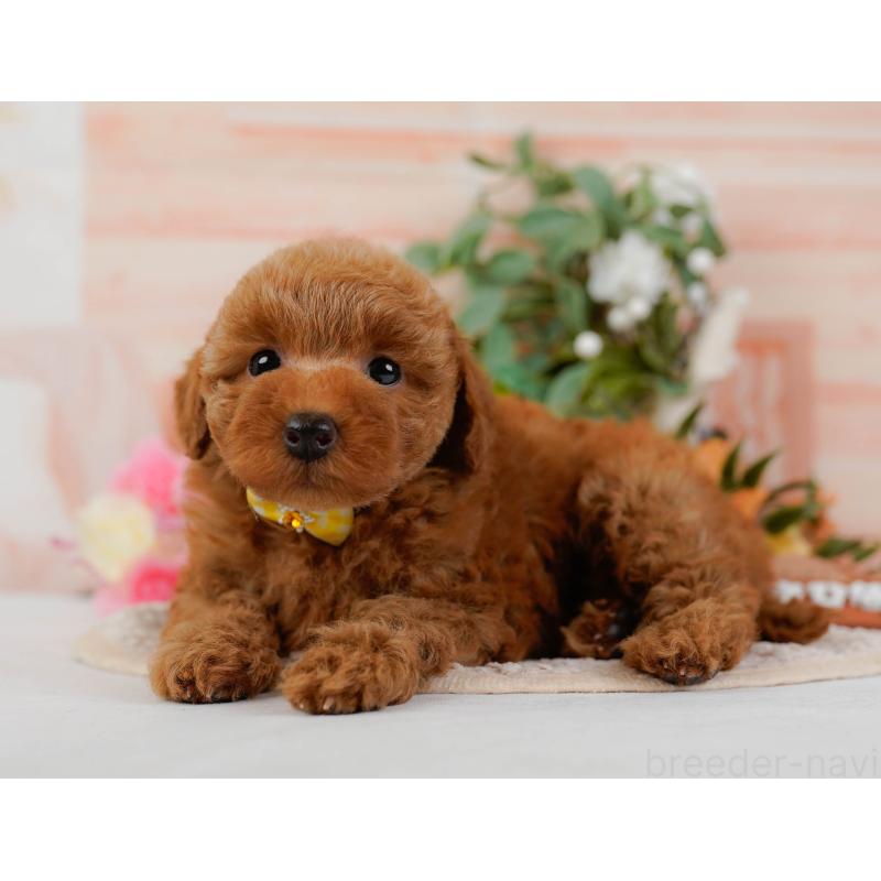 販売中の神奈川県のトイプードル-425940の9枚目