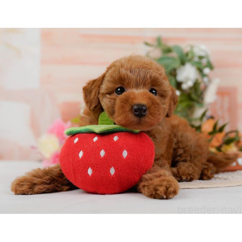 販売中の神奈川県のトイプードル-425940の8枚目