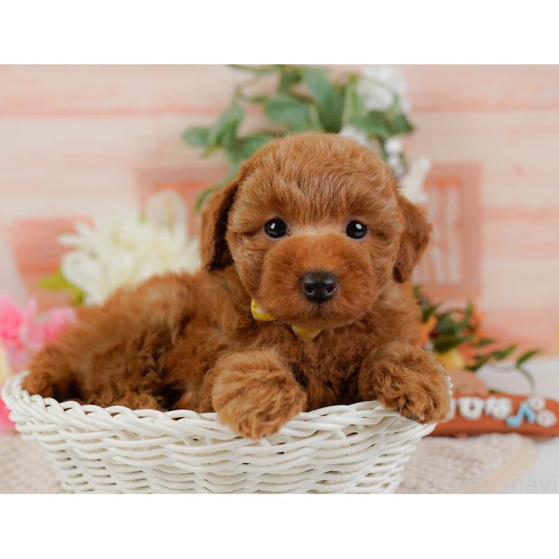 販売中の神奈川県のトイプードル-425940の7枚目