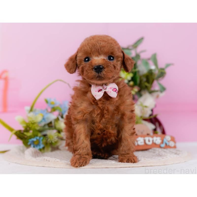 販売中の神奈川県のタイニープードル-425944の14枚目