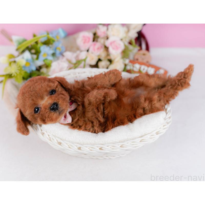 販売中の神奈川県のタイニープードル-425944の8枚目