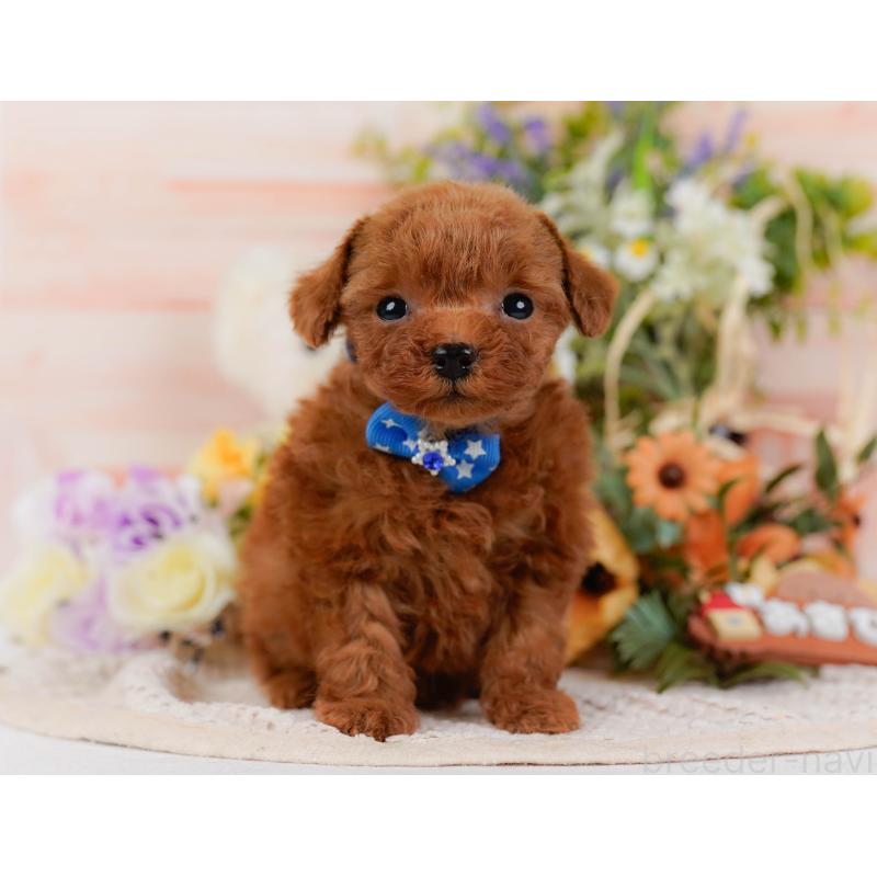 販売中の神奈川県のティーカッププードル-425945の14枚目