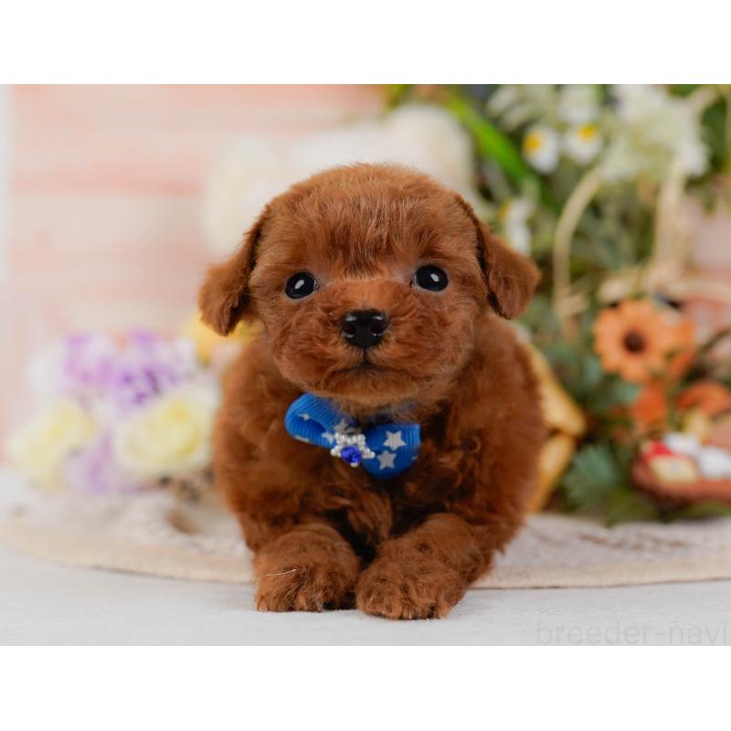 販売中の神奈川県のティーカッププードル-425945の13枚目