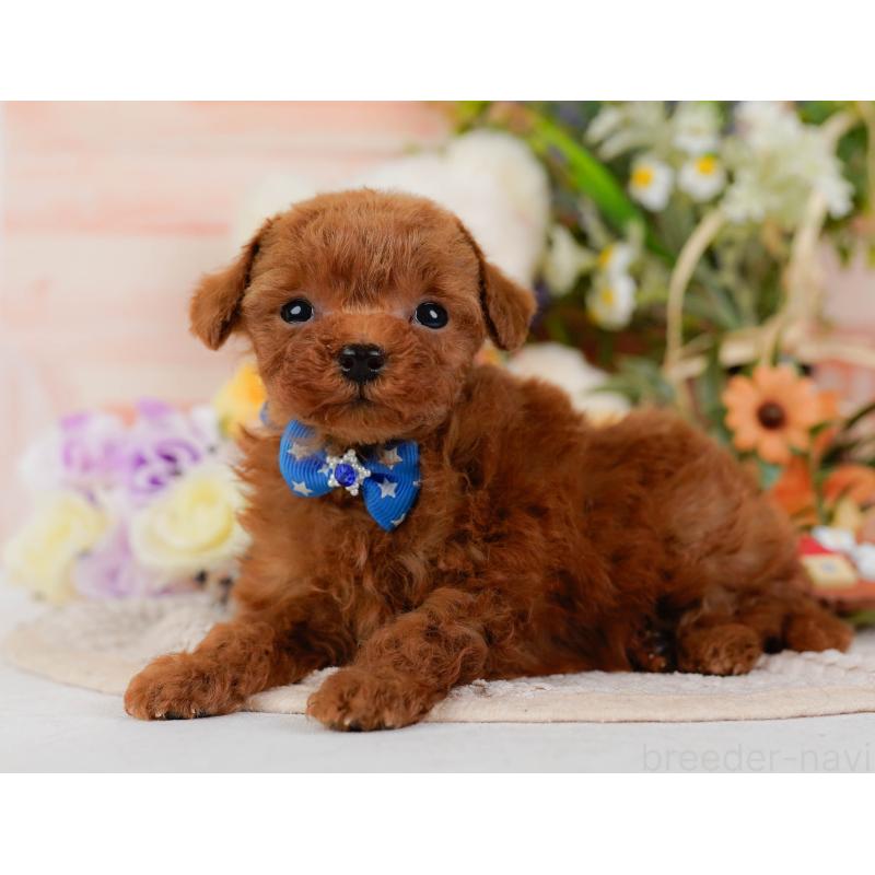 販売中の神奈川県のティーカッププードル-425945の11枚目