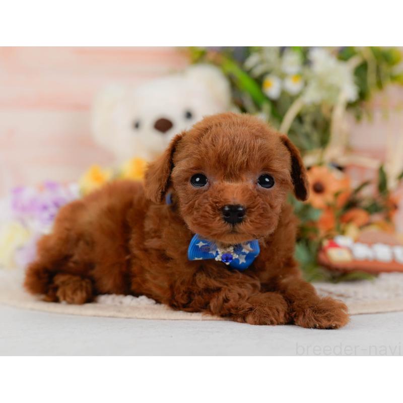 販売中の神奈川県のティーカッププードル-425945の10枚目