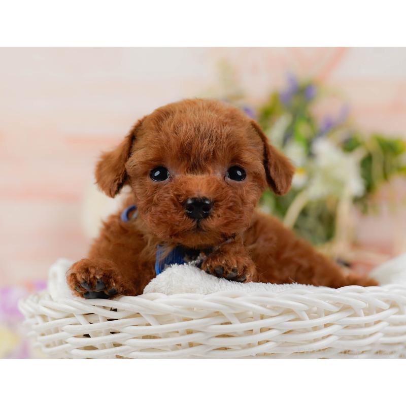 販売中の神奈川県のティーカッププードル-425945の7枚目