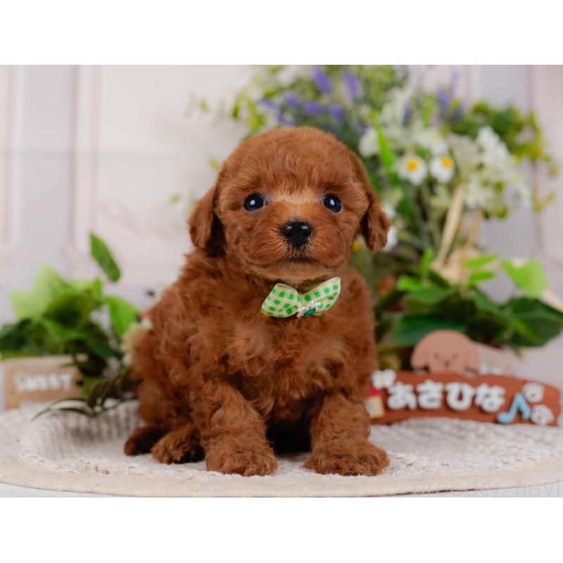 販売中の神奈川県のタイニープードル-425946の14枚目