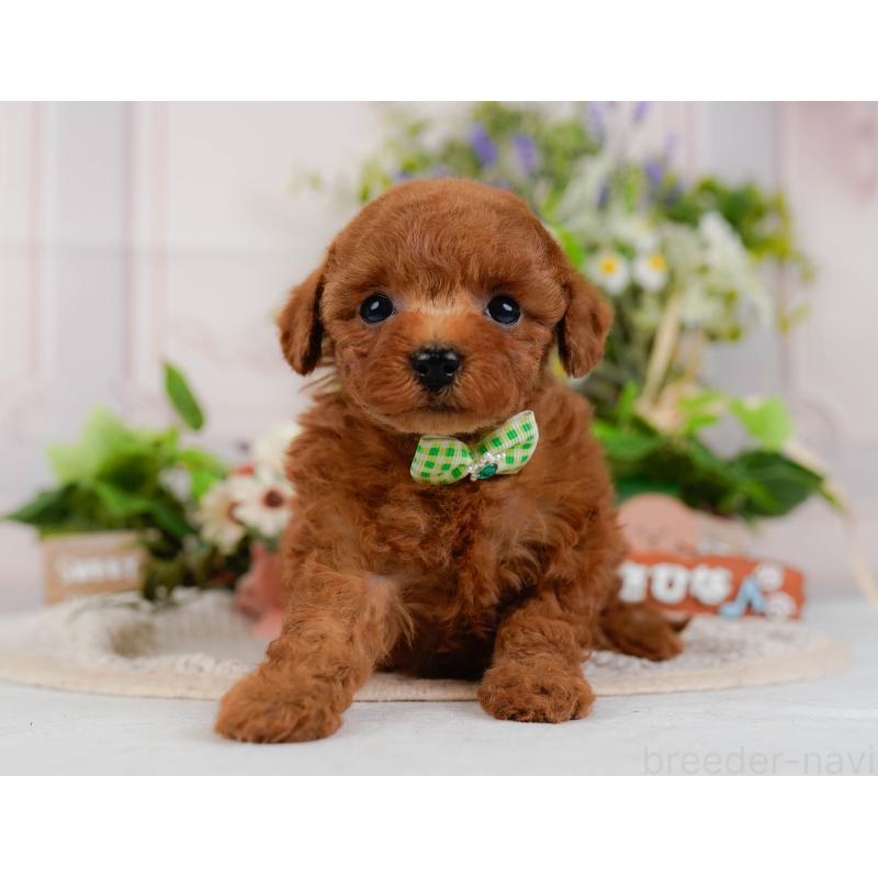 販売中の神奈川県のタイニープードル-425946の13枚目