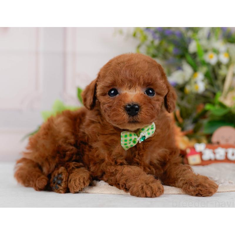 販売中の神奈川県のタイニープードル-425946の12枚目