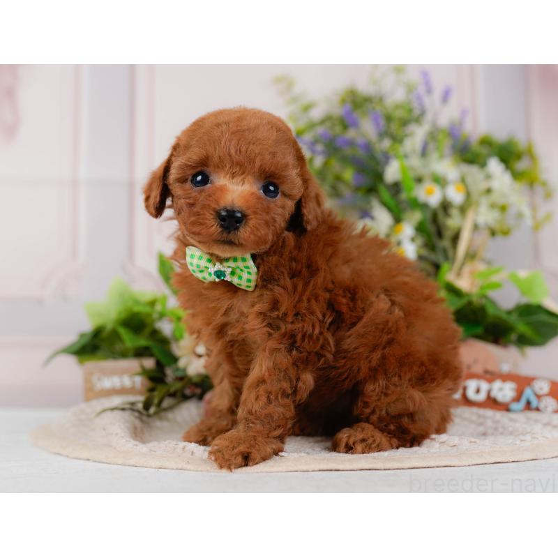 販売中の神奈川県のタイニープードル-425946の11枚目