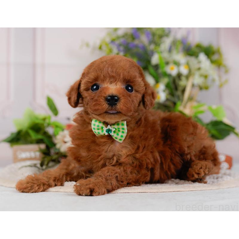 販売中の神奈川県のタイニープードル-425946の10枚目