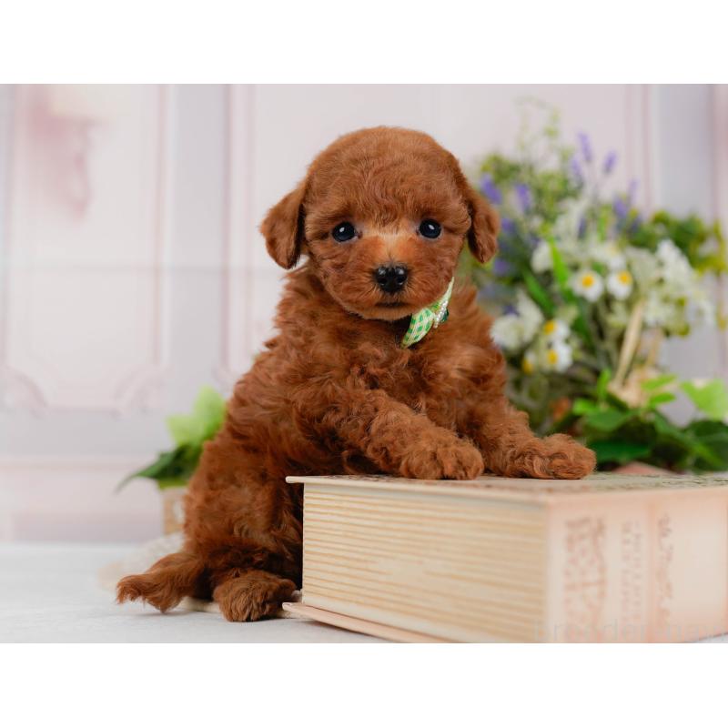 販売中の神奈川県のタイニープードル-425946の9枚目