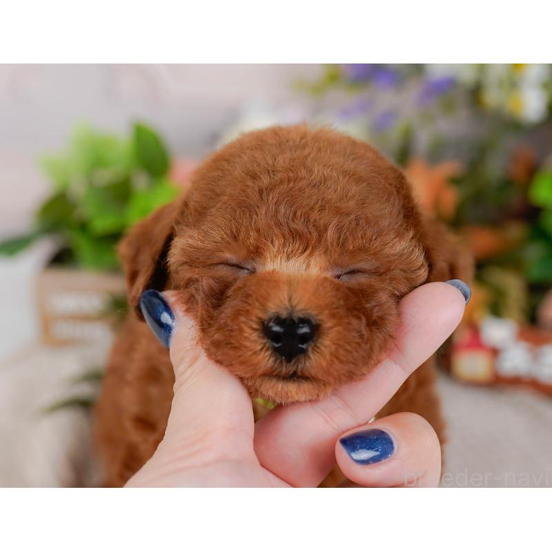 販売中の神奈川県のタイニープードル-425946の8枚目