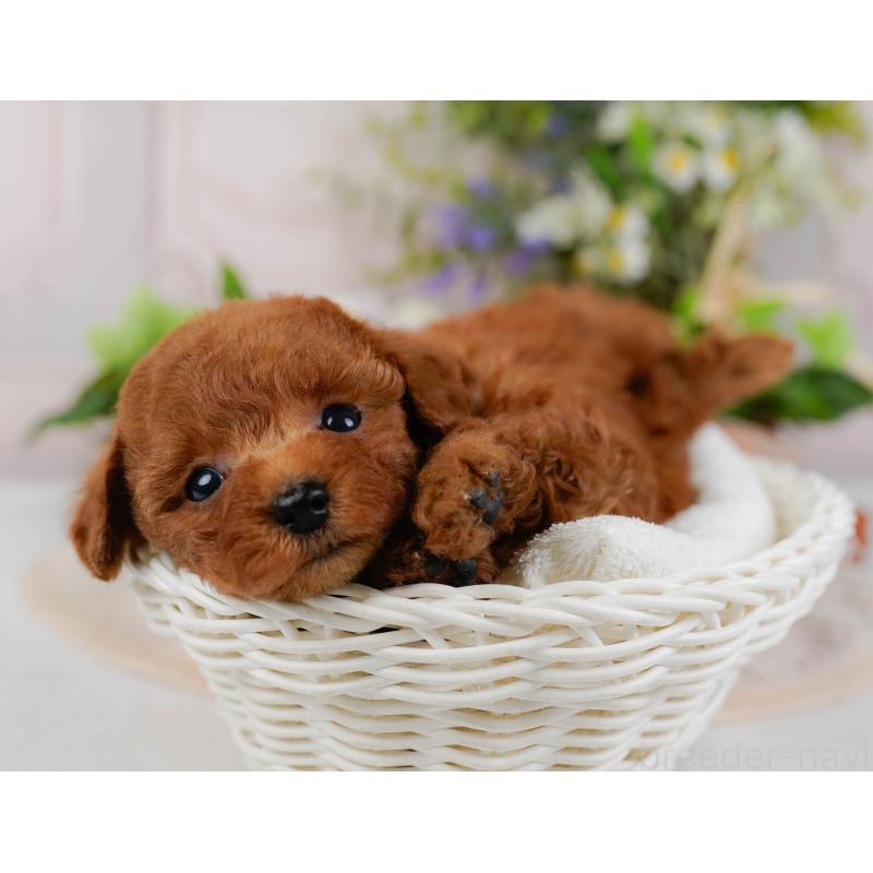 販売中の神奈川県のタイニープードル-425946の7枚目