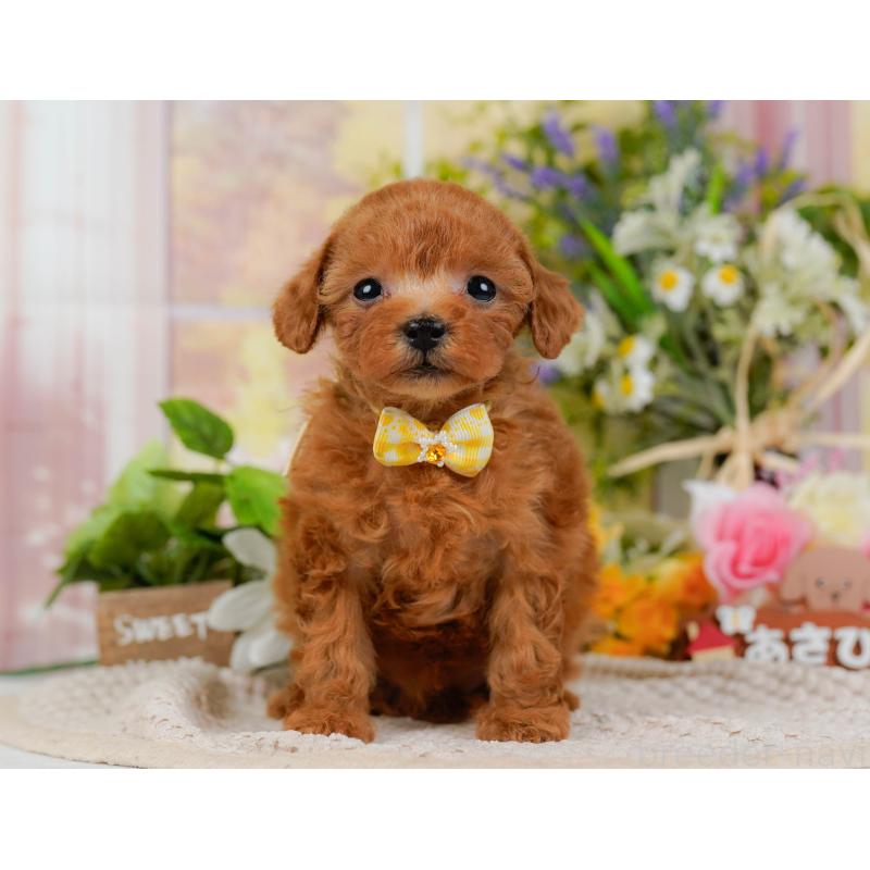 販売中の神奈川県のティーカッププードル-425947の14枚目