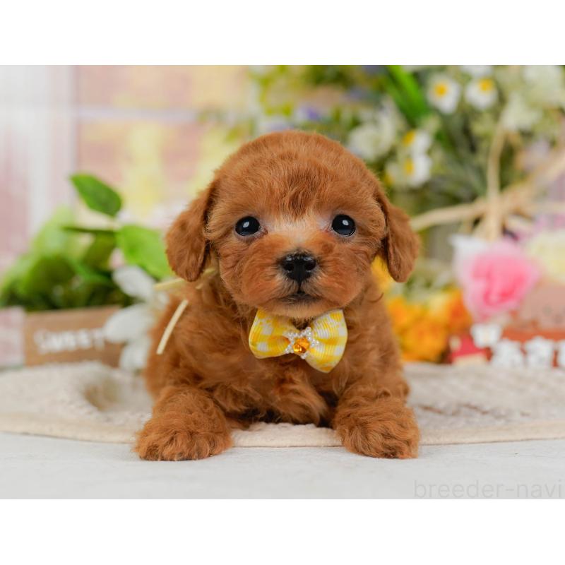 販売中の神奈川県のティーカッププードル-425947の13枚目