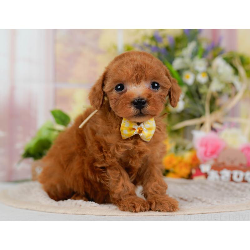 販売中の神奈川県のティーカッププードル-425947の12枚目