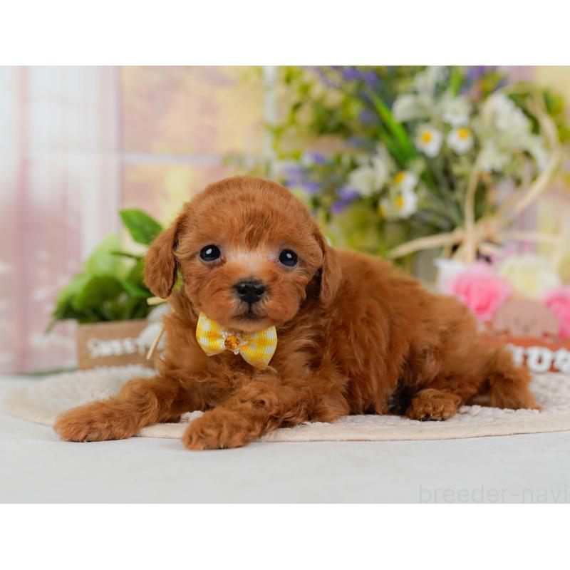 販売中の神奈川県のティーカッププードル-425947の10枚目