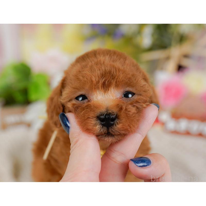 販売中の神奈川県のティーカッププードル-425947の7枚目