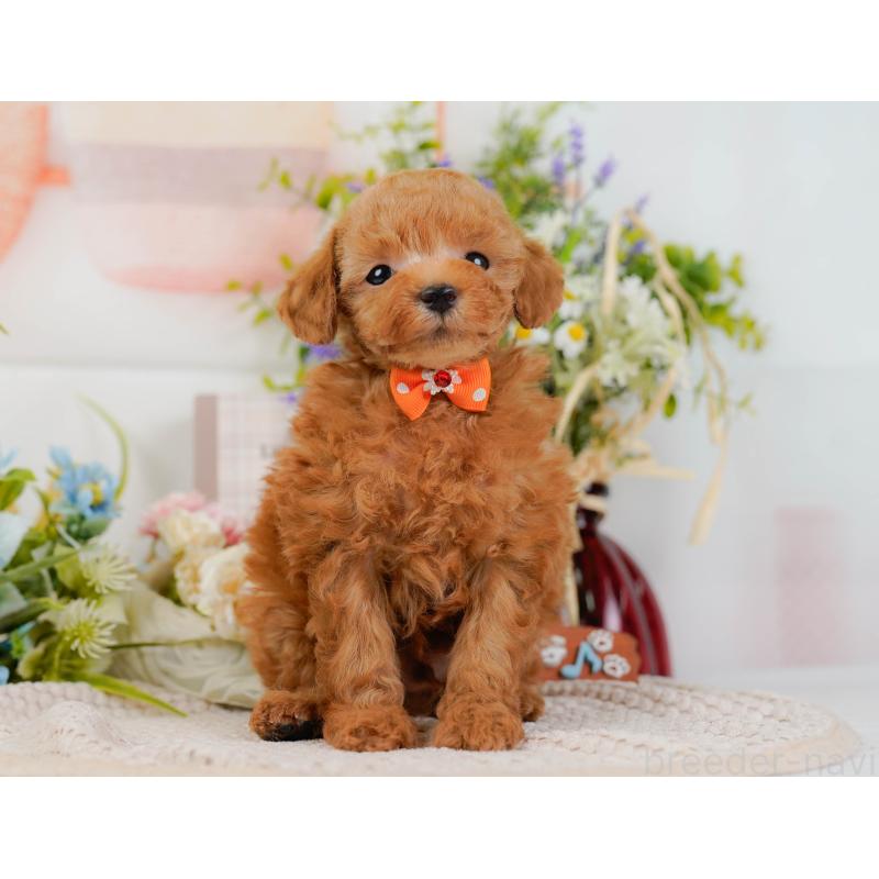 販売中の神奈川県のタイニープードル-425949の14枚目