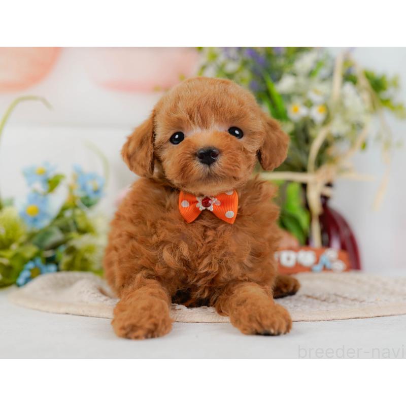 販売中の神奈川県のタイニープードル-425949の13枚目