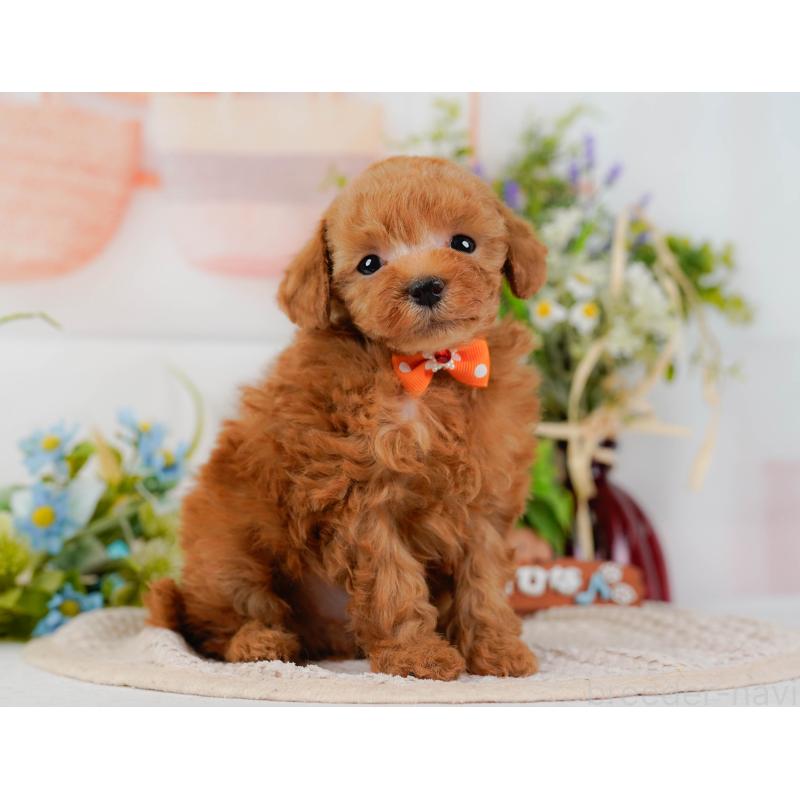 販売中の神奈川県のタイニープードル-425949の12枚目