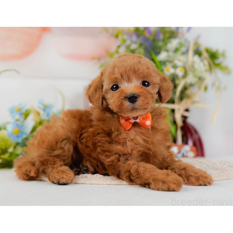 販売中の神奈川県のタイニープードル-425949の11枚目