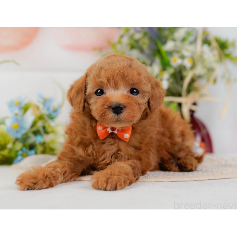 販売中の神奈川県のタイニープードル-425949の10枚目