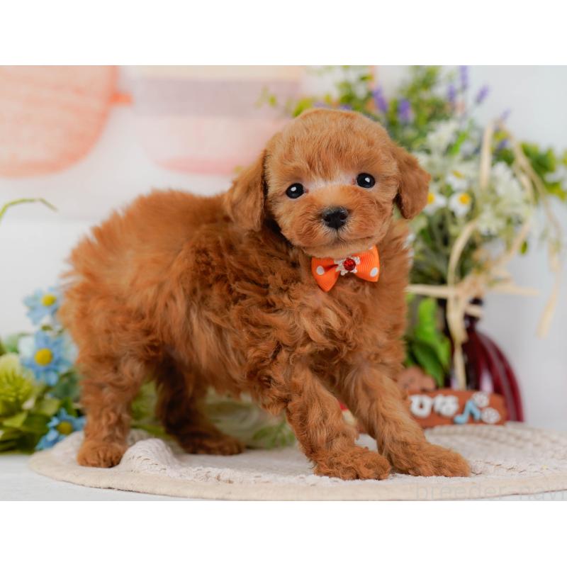 販売中の神奈川県のタイニープードル-425949の9枚目