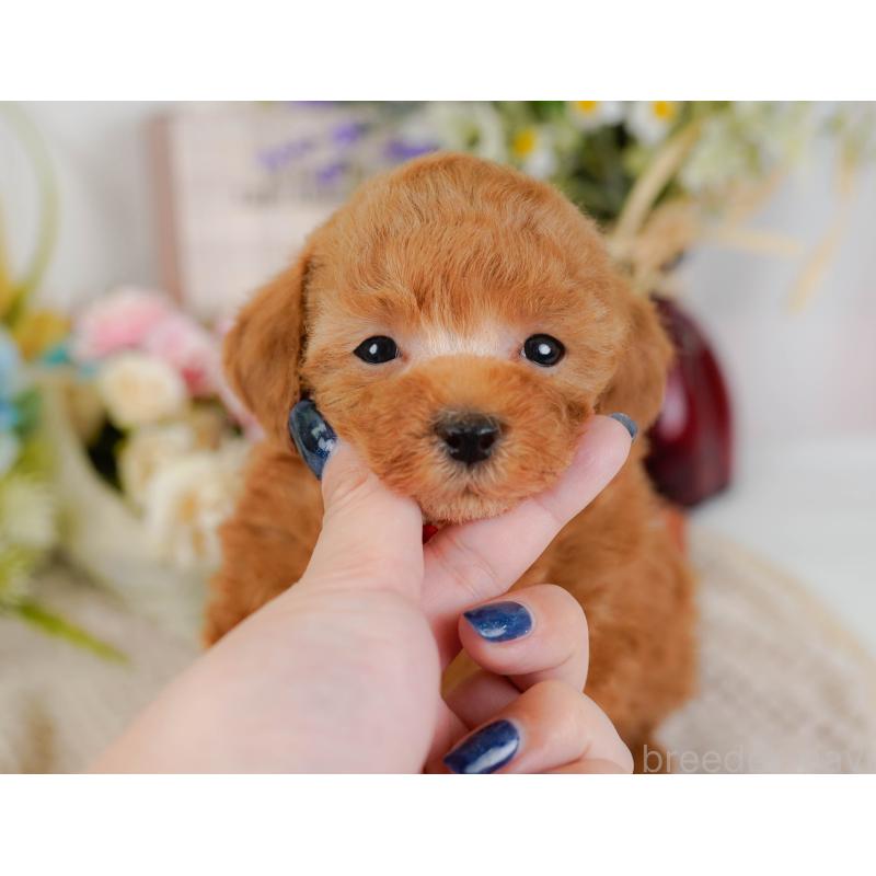 販売中の神奈川県のタイニープードル-425949の8枚目