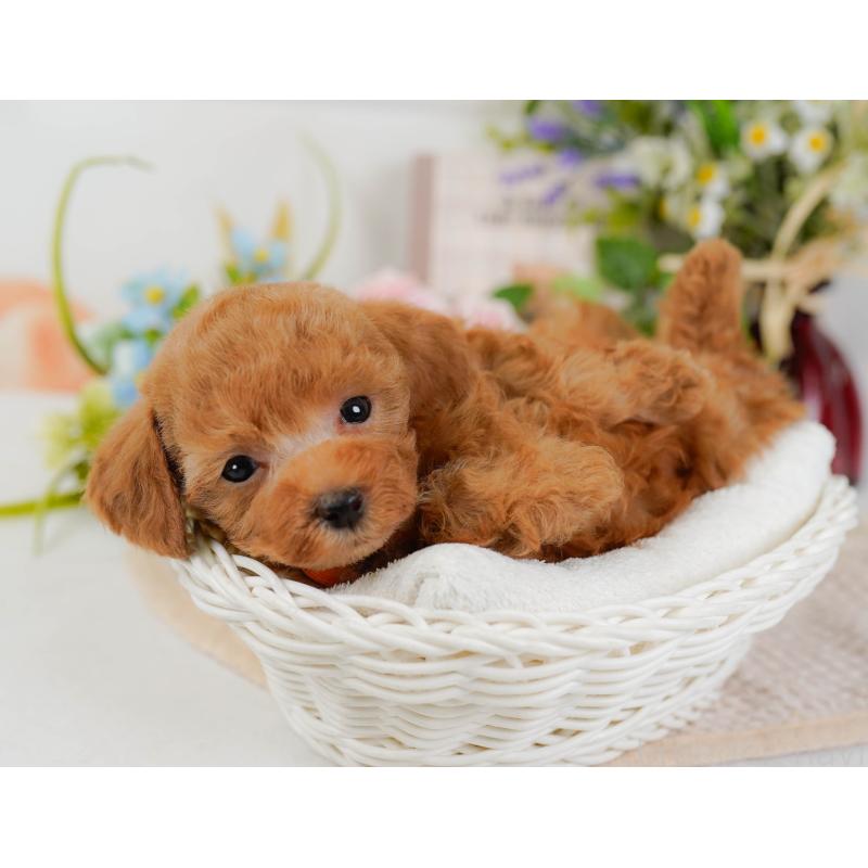 販売中の神奈川県のタイニープードル-425949の7枚目